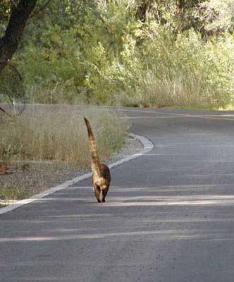 /dateien/uf49198,1234644360,Coati02 